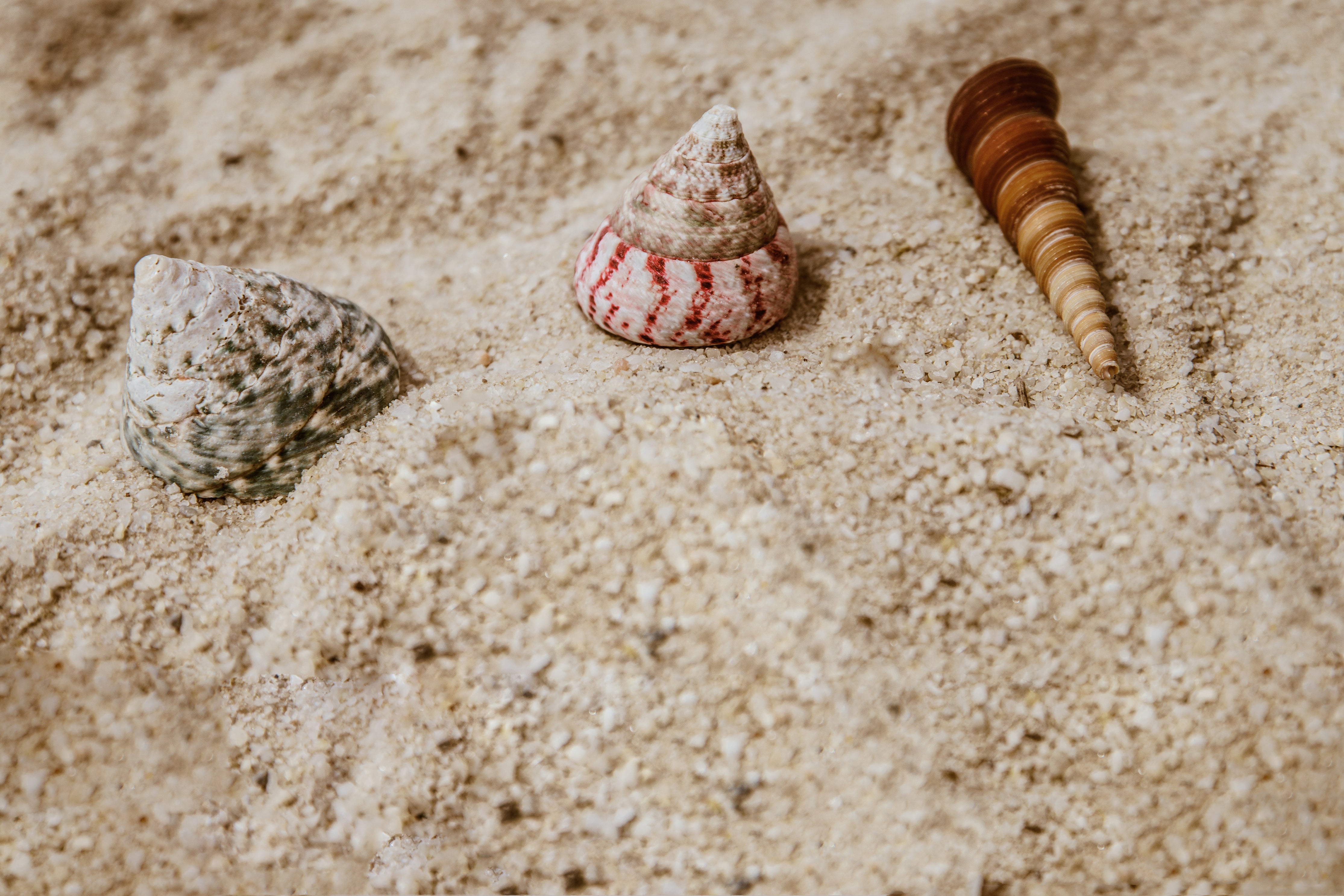 shells in sand San Diego CA